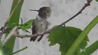 GLOWING HUMMINGBIRD