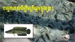 បច្ចេកទេសចិញ្ចឹមត្រីឆ្តោរក្នុងស្រះ Catfish Raising Techniques