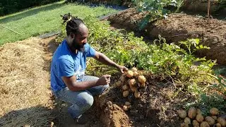 Harvesting the Last of Our Potatoes