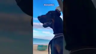 Sahil güvenlik Doberman #shorts #doberman #dog #doglover