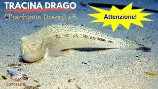 Tracina Drago - Trachinus Draco (ATTENTION) # 5