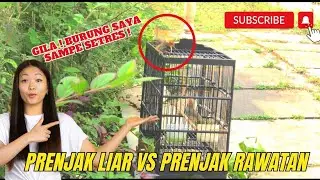 Mikat burung prenjak di depan rumah! #kicaumania #kicau #burung #mikatburung #prenjaktarung#trending