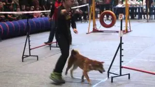 Сиба -- ину Хидеаки Солодуха Андрей
