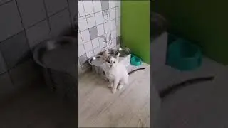 Болтливый кот