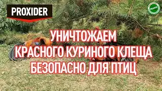 Уничтожили красного клеща у кур