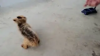 playing with Echo