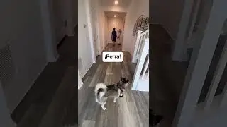 Sapphie la pomsky asigna tareas a sus padres 