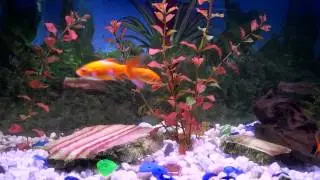 Aquarium