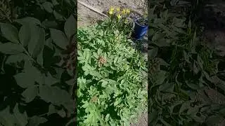31 мая 2024 г.