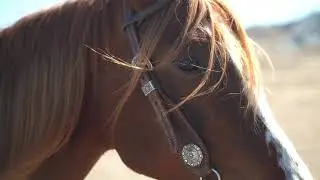 Heber Valley Horse Sale PROMO 2021