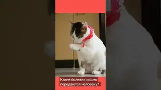 Какие болезни кошек передаются человеку? #short #кот #вопросответ