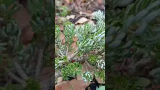 из жизни пихт: Kohout's Icebreaker, октябрь🌲