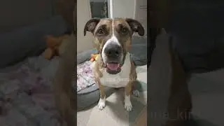 Говорящий Собока #shorts