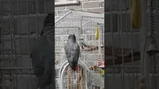 Скажи-ка, дядя,...Жако говорит.