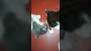 Котятам 1 месяц. Первый прикорм 😋Кушаем паштет для котят 🐱🤗 ТриКота🐈