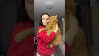 ДК - кот. (NewТикток мем)