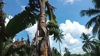 Banana Farm (Lakatan) Update 02