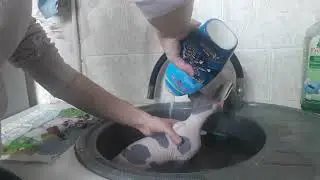 Котенок Сфинкс Канадский, купание.