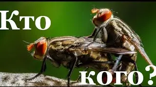 Зачем и кому нужна 