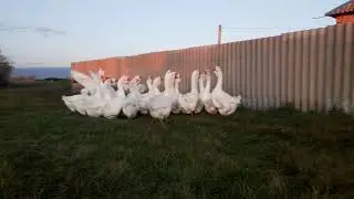 Холмогорские гуси.