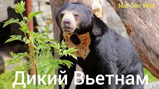 Nat Geo Wild.Дикий Вьетнам.