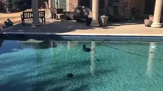 Pool Caribou Funny Clip
