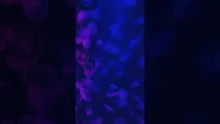COEX aquarium #корея #жизньзаграницей