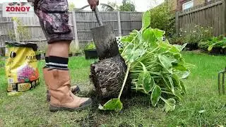 HOSTA DIVIDING DIVISION HOW TO DIVIDE