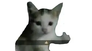 thumbs up from cat