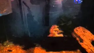 catfish eats a man