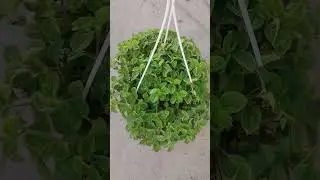 Пилея монетолистная