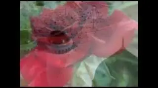 Asyl arna. asyl analar. hadisha. асыл арна. Хадиша анамыз