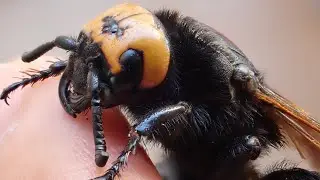 Avispa Gigante Europea Megascolia maculata