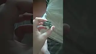 тигр 1/100 покрашен