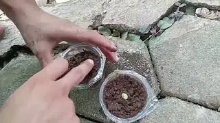 Tugas  biologi