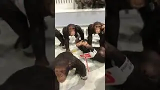 Monke stack