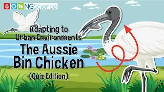 Adapting to Urban Environments – The Aussie Bin Chicken (Quiz Edition)