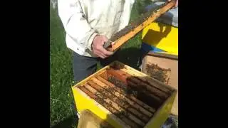 Kontrollimi per Ama