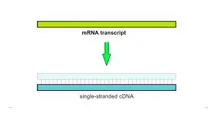 How to make cDNA - Animation