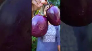 Brinjal Tawa Fry Recipe😋Have you eaten this food?🤤🔥#shorts