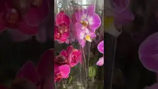 Весна, люди головы теряют 