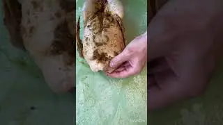 Duck in the oven on a spit