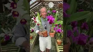 Summer Blooming Cattleyas - C warscewiczii and it's Hybrids