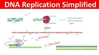 DNA Replication Simplified | DNA Replication Process | DNA Replication Process |