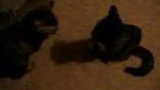 kittens wrestle and pounce each other