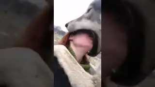 vore