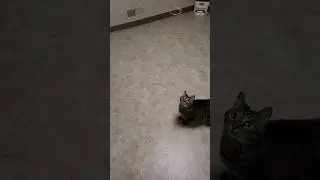 Aw, you lost it under the fridge