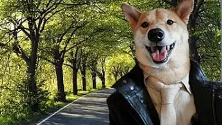 А ты Собака?