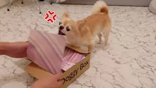 チワワ犬も夏の暑さで怒りっぽくなっちゃいました（汗）