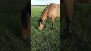 путы для лошади